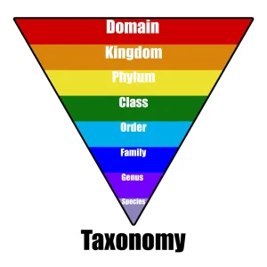 taxonomy là gì
