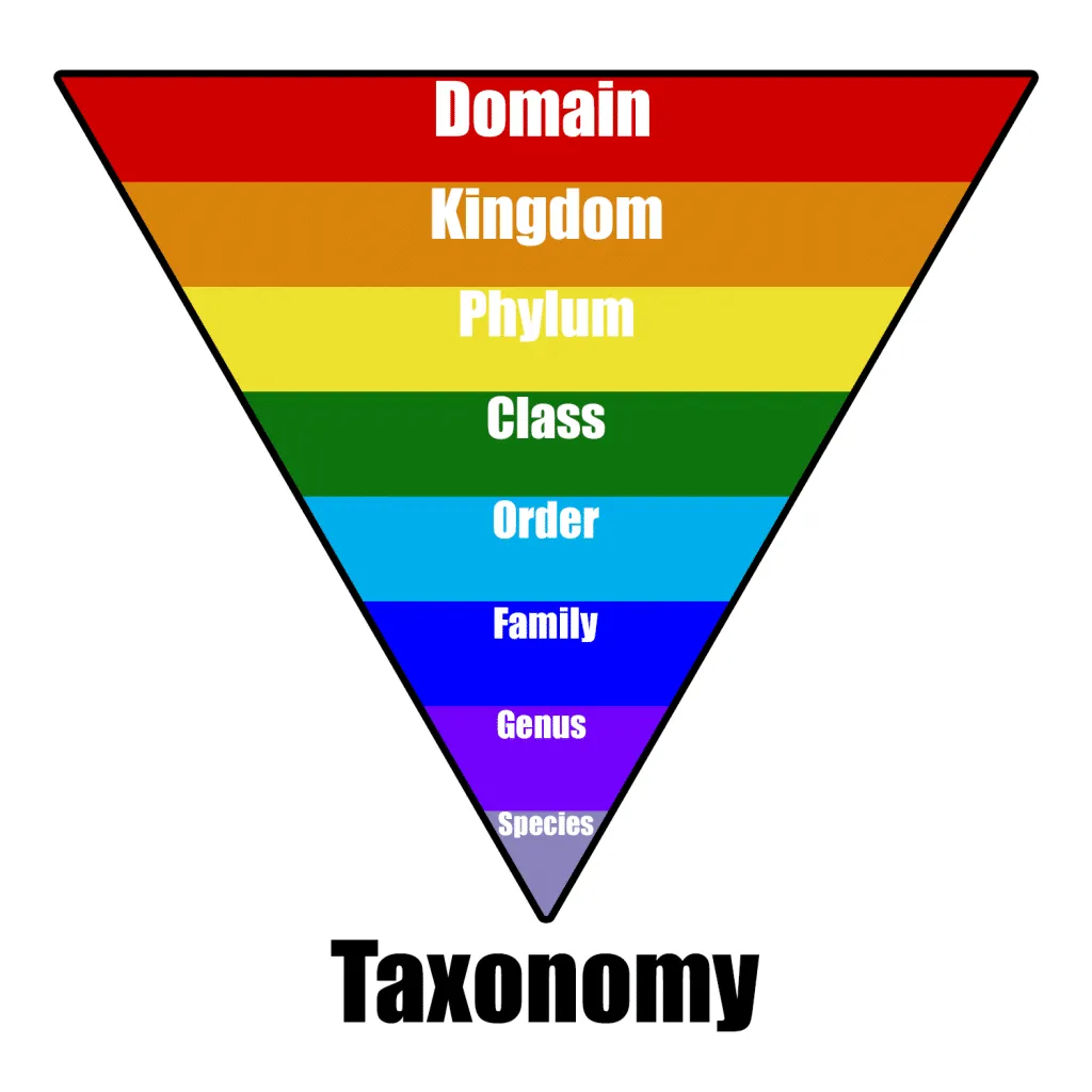 taxonomy page là gì - Hình 2